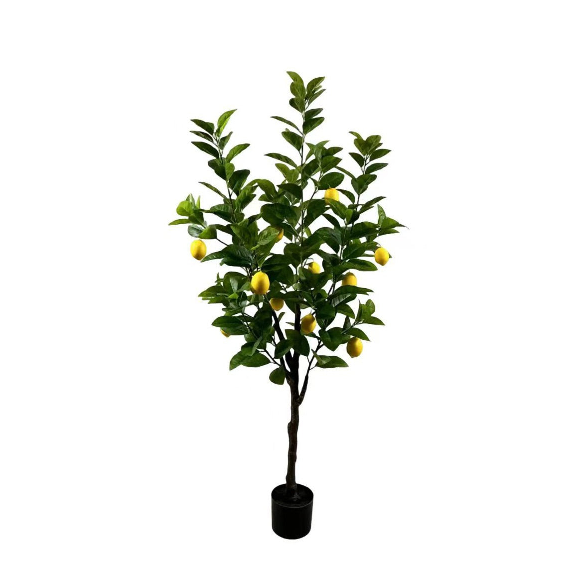 Bloom Lemon Tree