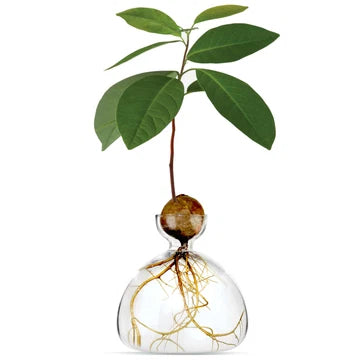 Ilex Avocado Vase