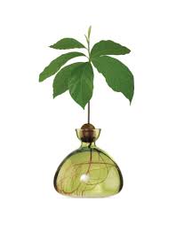 Ilex Avocado Vase